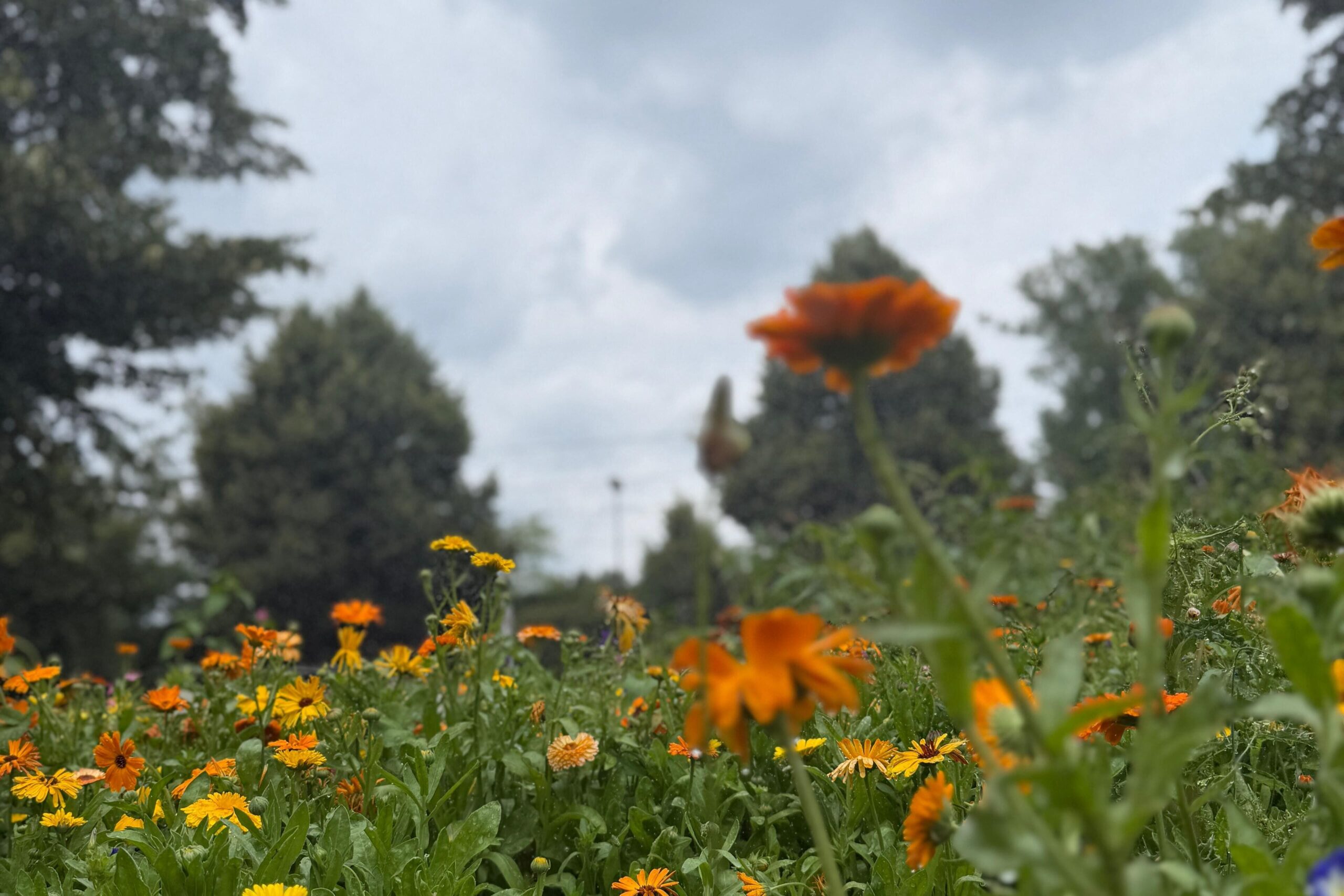 Eine schöne Ansicht von orangenen Blumen mit Blick in die grauen Wolken.